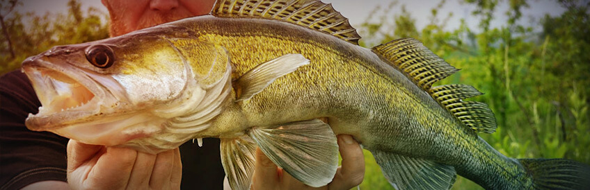 Raubfisch Raubfisch