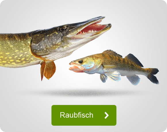 Angebote für das Angeln auf Raubfisch