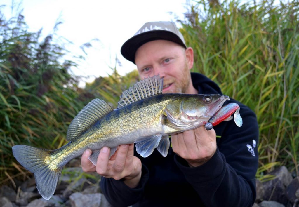 Angler mit Zander