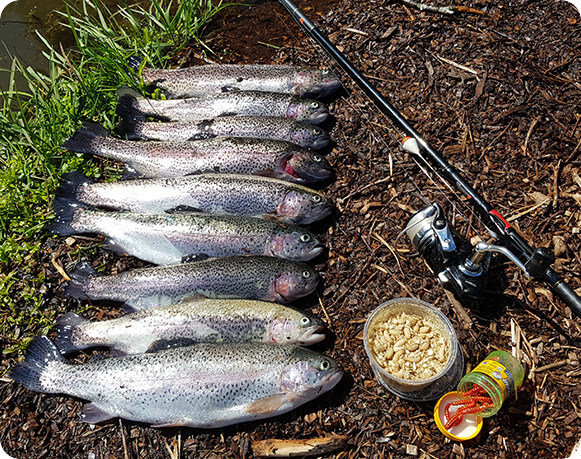 Trout Fisher Germany mit Forellen